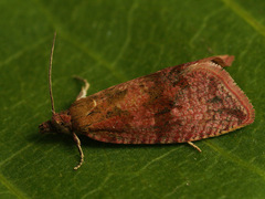 Celypha striana