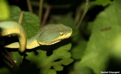 Craspedocephalus gramineus