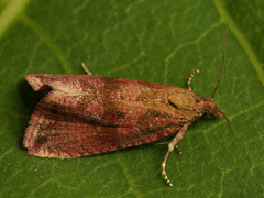 Celypha striana