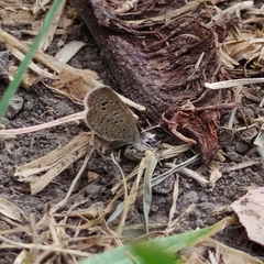 Zizeeria karsandra
