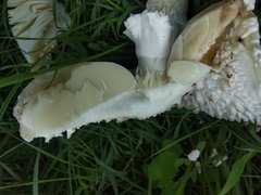 Saproamanita vittadinii
