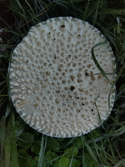 Saproamanita vittadinii