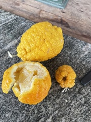 Citrus × taitensis