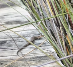 Pseudemoia rawlinsoni