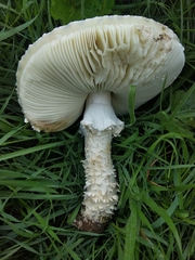 Saproamanita vittadinii