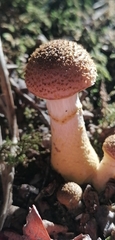 Armillaria cepistipes