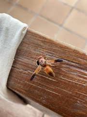 Rhynchium oculatum