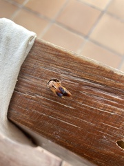 Rhynchium oculatum