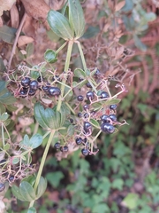 Rubia peregrina