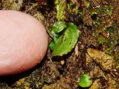 Corybas oblongus
