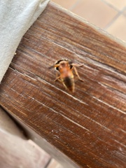 Rhynchium oculatum