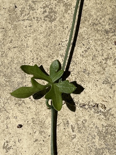 Kedrostis nana