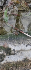 Pelophylax cypriensis