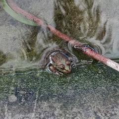 Pelophylax cypriensis