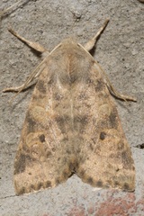 Xanthia ocellaris