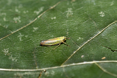 Cicadula