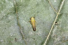 Cicadula