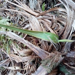 Thelymitra longifolia