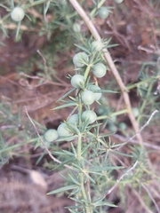Asparagus aphyllus