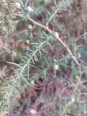 Asparagus aphyllus