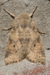 Xanthia ocellaris