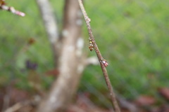 Epithymema helias