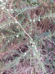 Asparagus aphyllus