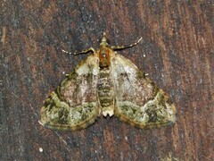 Larentiinae