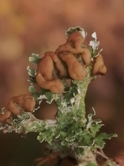 Cladonia peziziformis