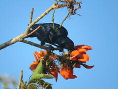 Onychognathus morio morio