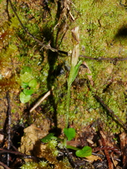 Pterostylis alobula