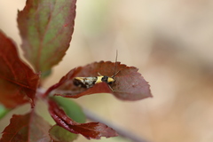 Epithymema helias