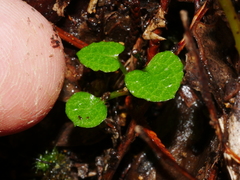 Pterostylis alobula