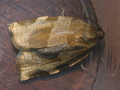 Choristoneura hebenstreitella