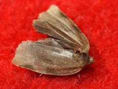 Choristoneura hebenstreitella