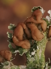 Cladonia peziziformis