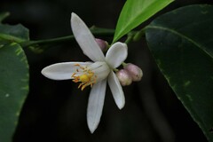 Citrus × taitensis