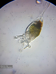 Collotheca