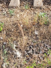 Dracocephalum thymiflorum
