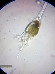 Collotheca