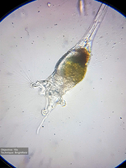Collotheca