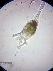 Collotheca