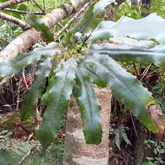 Knightia excelsa