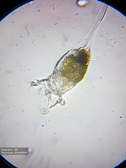 Collotheca
