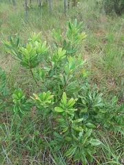 Morella caroliniensis