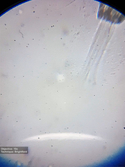 Collotheca