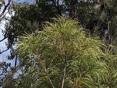 Persoonia longifolia