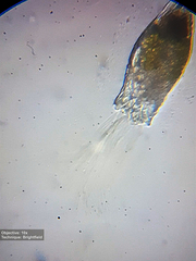 Collotheca