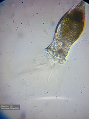 Collotheca