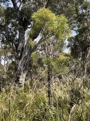 Persoonia longifolia